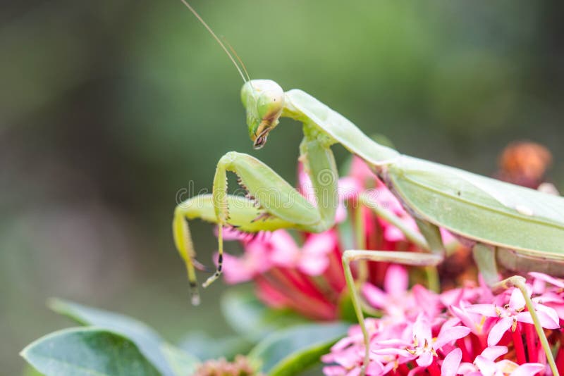 Praying Mantis (Mantis Religiosa) Stock Photo Image of insect, people