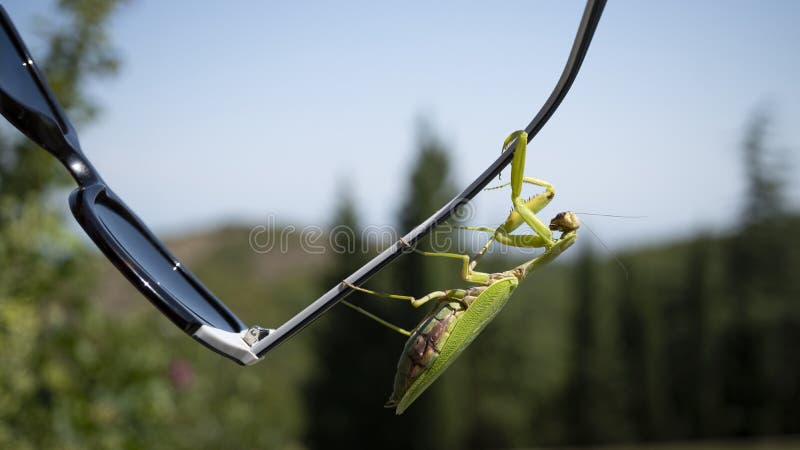 Praying Mantis in Natural Habitat Stock Image Biology Diagrams