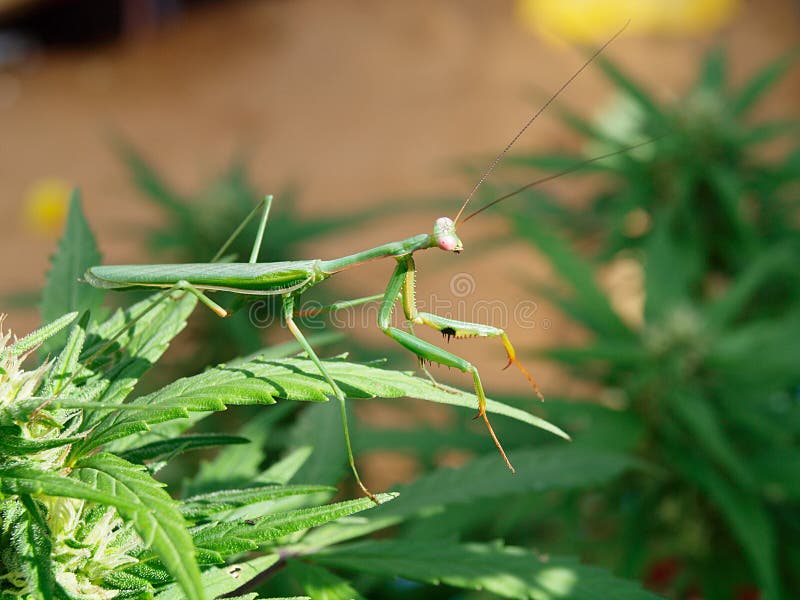 Praying Mantis royalty free stock images