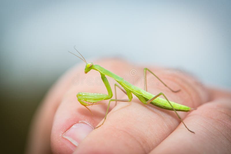 The Praying Mantis is Resting on My Arm Stock Image Image of green