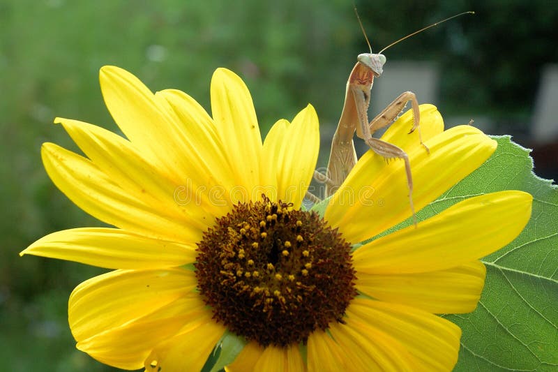 A praying mantis sits atop a sunflower inspecting it, and awaiting any prey in the garden. A praying mantis sits atop a sunflower inspecting it, and awaiting any prey in the garden.