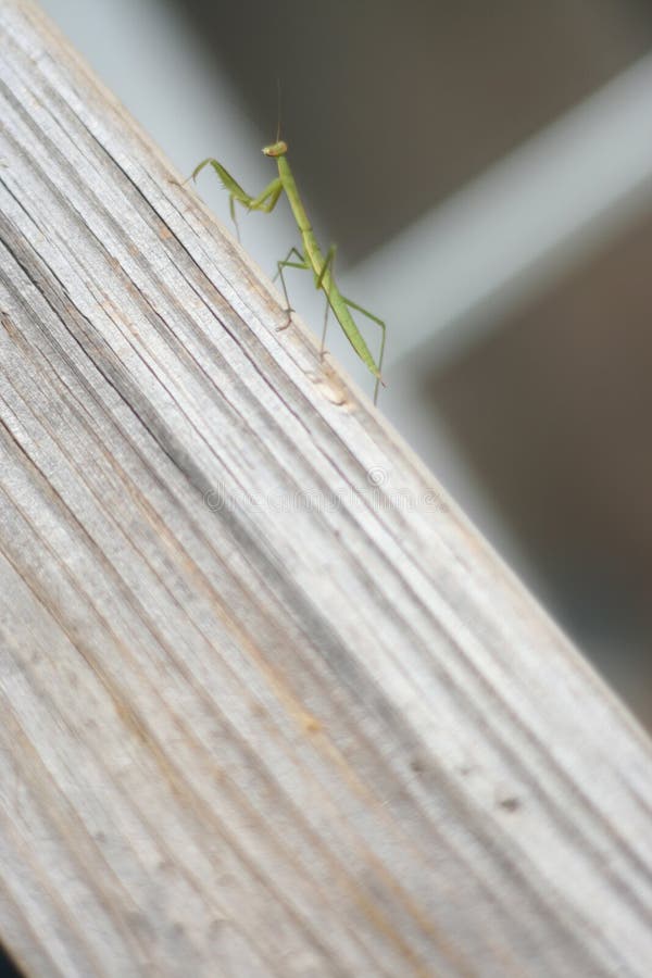 Praying Mantis on Slope 3