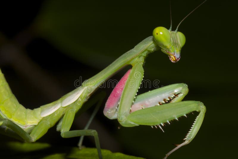 Praying Mantis stock image. Image of rainforest, mantis 33633671