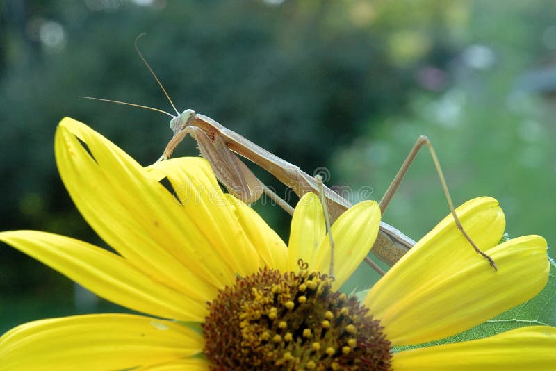 A praying mantis sits atop a sunflower inspecting it, and awaiting any prey in the garden. A praying mantis sits atop a sunflower inspecting it, and awaiting any prey in the garden.