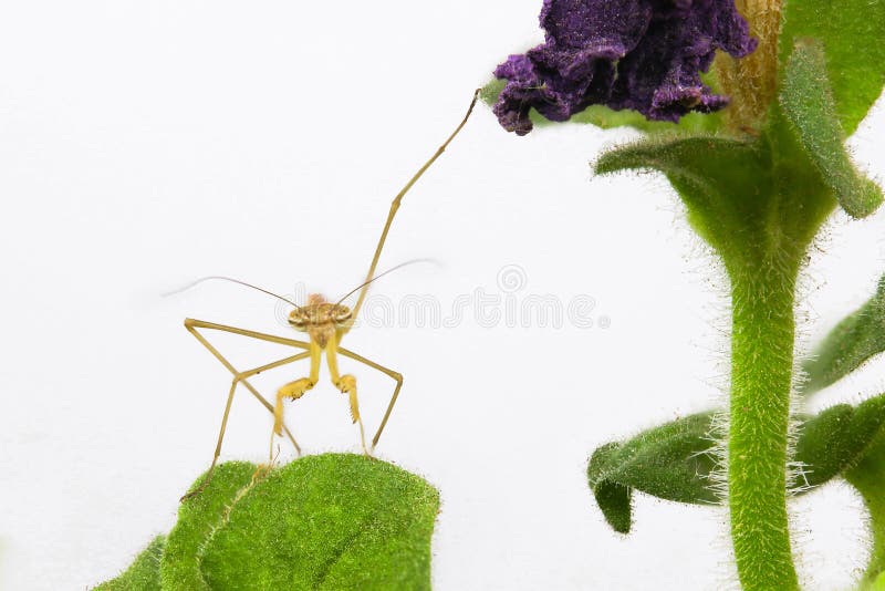 Praying Mantis Tough Guy royalty free stock images Praying Mantis Tough Guy royalty free stock images