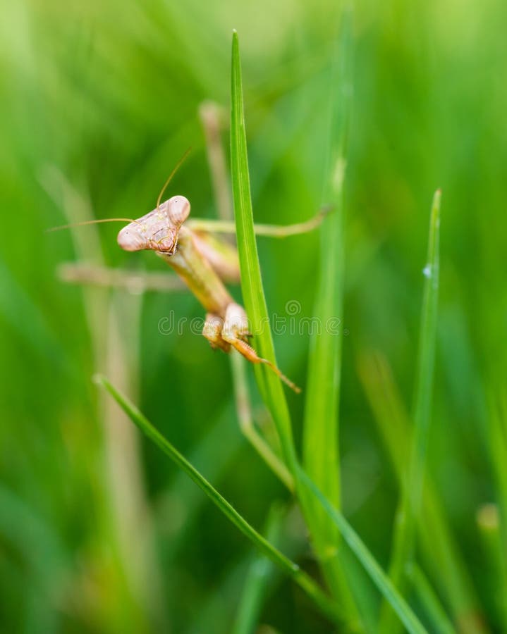Praying Mantis Walking in Grass Stock Photo Image of predator