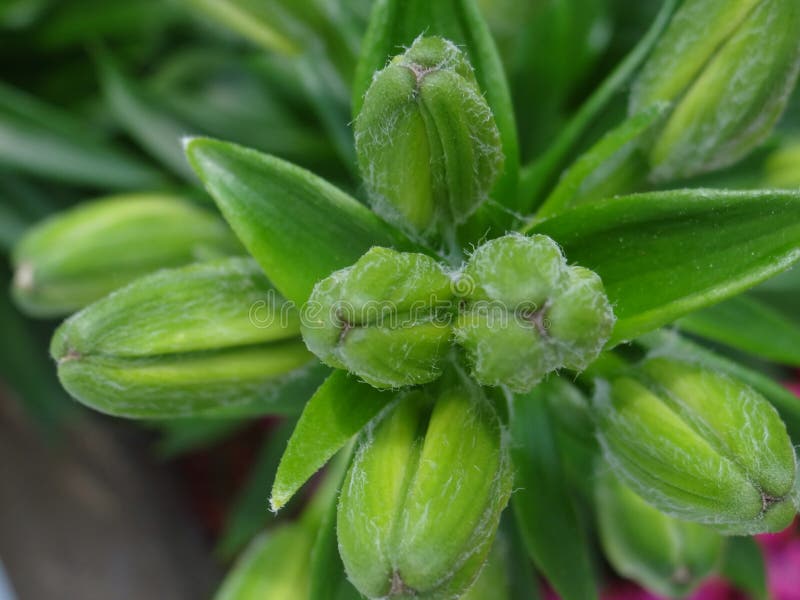 PreBloom Lilies stock photo. Image of garden, colors 54804078