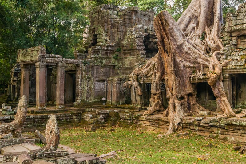 Tree root overgrowing parts of ancient Preah Khan Temple at angkor Wat Area in Cambodia