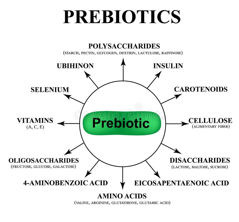 Substances prebiotics. Food for lactobacilli and bifidobacteria. Infographics. Vector illustration on isolated background. Substances prebiotics. Food for lactobacilli and bifidobacteria. Infographics. Vector illustration on isolated background.