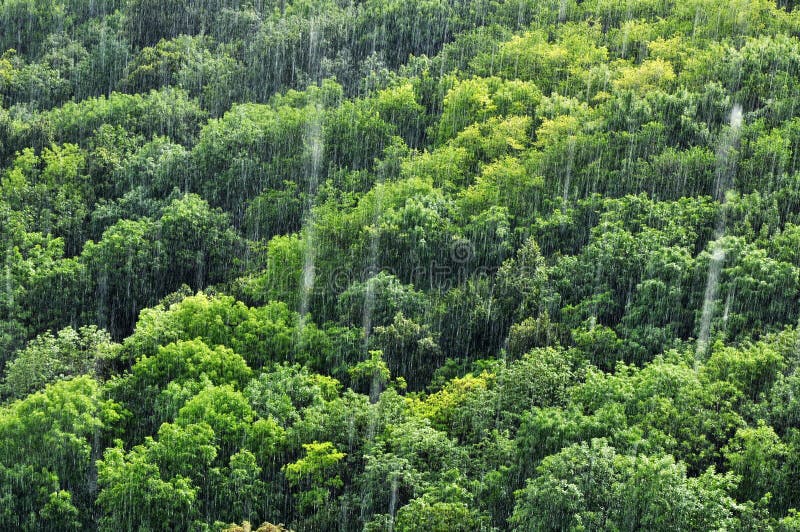 Precipitación de la selva tropical foto de archivo libre de regalías Precipitación de la selva tropical foto de archivo libre de regalías