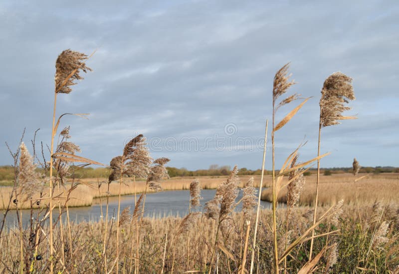 Rushes in the foreground with the marsh in the background on a stormy day. Rushes in the foreground with the marsh in the background on a stormy day