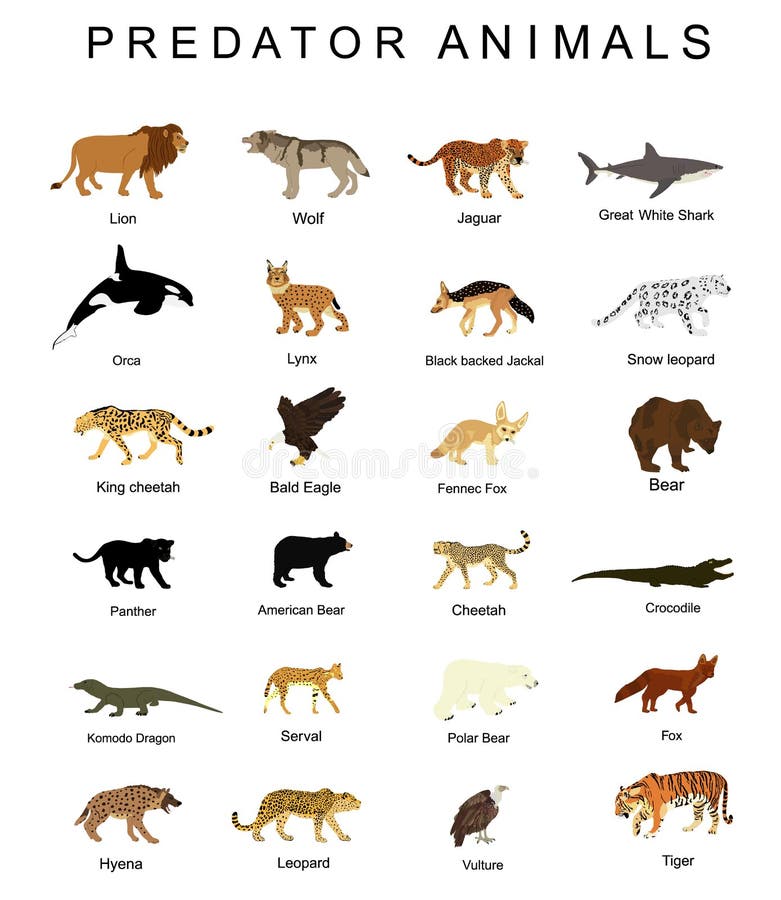 Predator Animals Set Vector Illustration Isolated on White Background.  Wildlife Carnivore Collection. Most Danger. Stock Illustration -  Illustration of cheetah, animals: 209134132