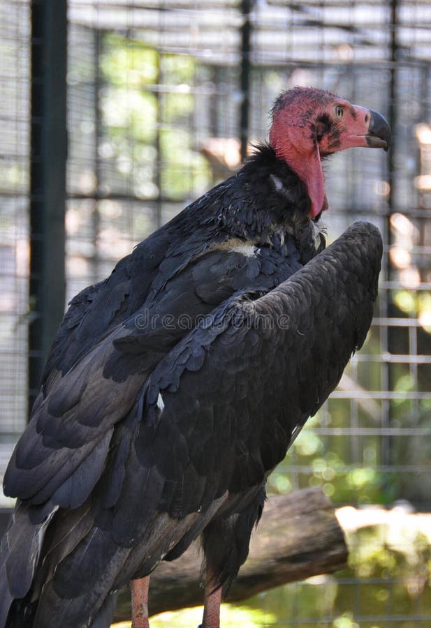 Predator bird - scavenger vulture