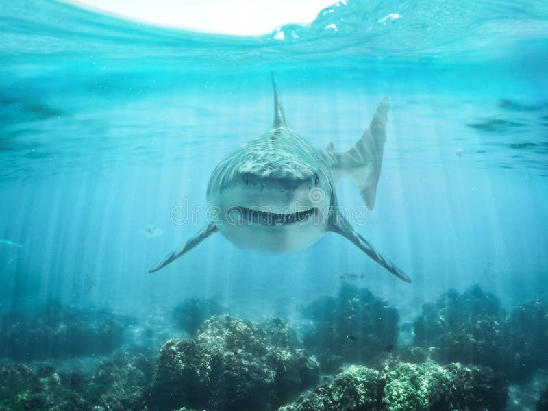 A predator great white shark swimming in the ocean coral reef shallows just below the water line closing in on its victim .