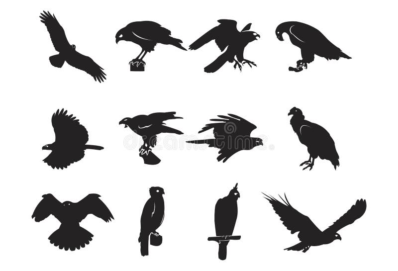 Predator Wild Bird Silhouette Design Element Hawk Eagle Falcon