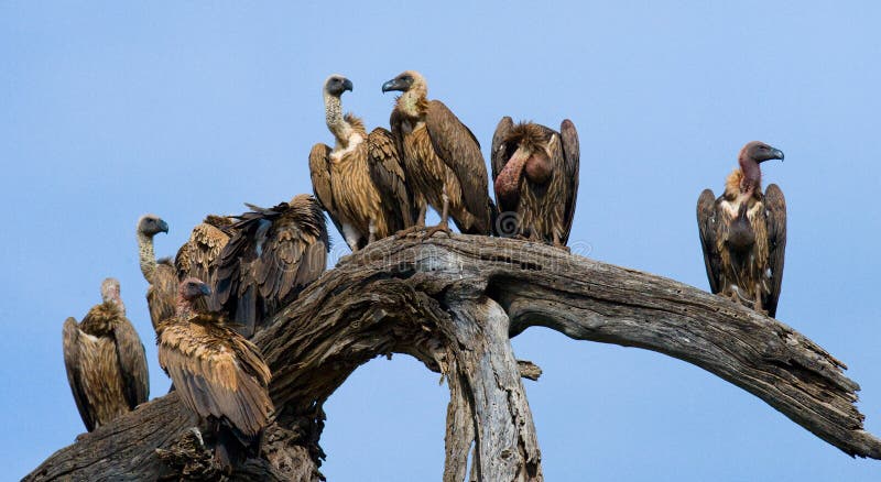 Predatory bird is sitting on a tree. Kenya. Tanzania. royalty free stock photography Predatory bird is sitting on a tree. Kenya. Tanzania. royalty free stock photography