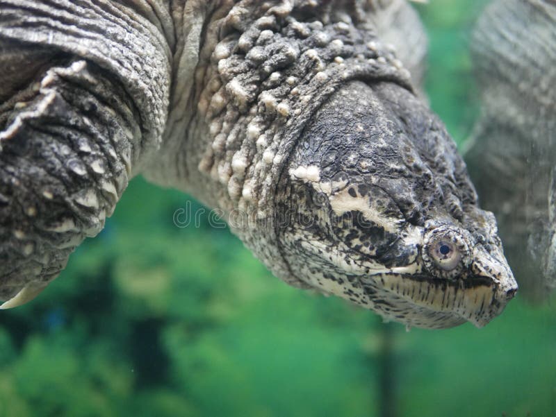 Turtle Upside Down Stock Photos Free & RoyaltyFree Stock Photos from