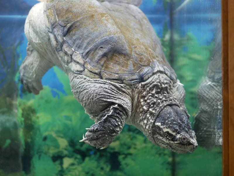 Turtle Upside Down Stock Photos Free & RoyaltyFree Stock Photos from