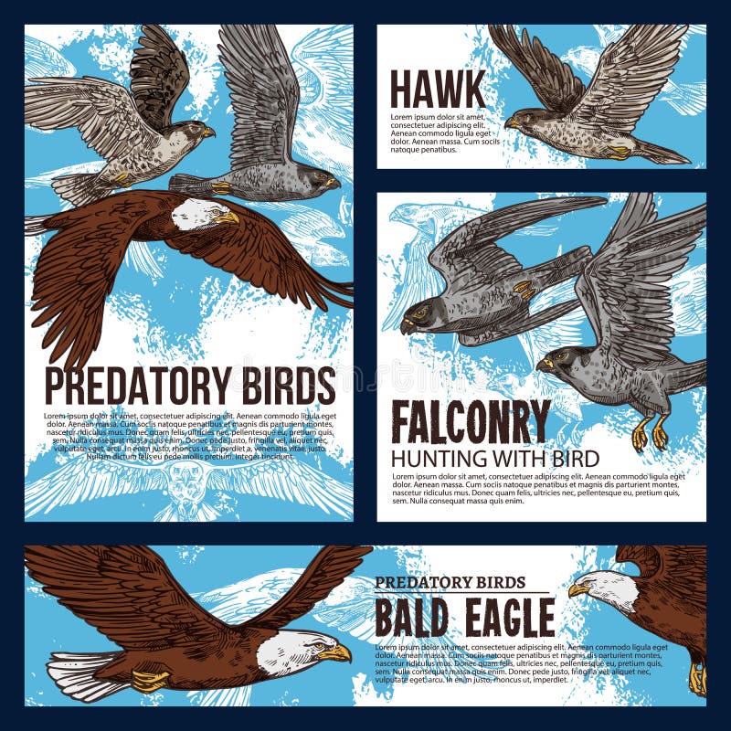 Pin by Anthony & Cheryl on bird posters  Birds of prey, British birds of  prey, Wild birds