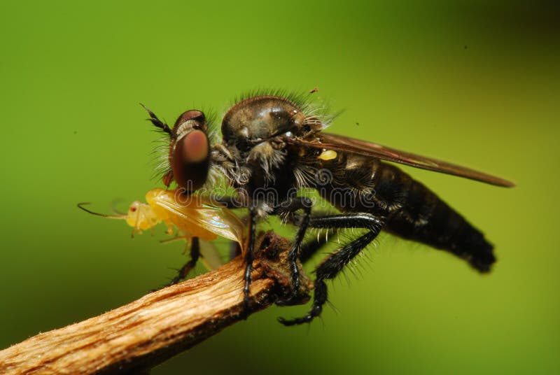 Predatory Insect stock photo. Image of green, eating - 14759604