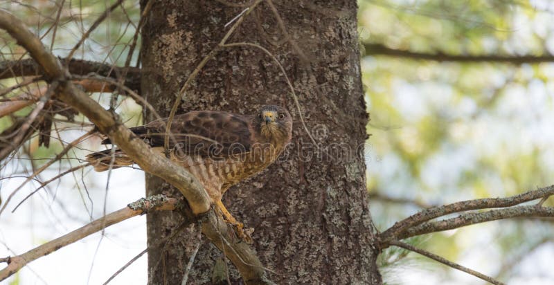 Predatory, Red-Tail Hawk lands on branch, eats a frog.