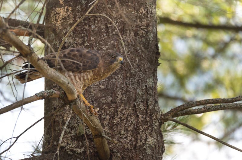 Predatory, Red-Tail Hawk lands on branch, eats a frog.