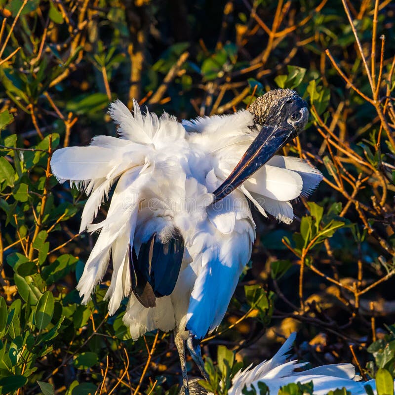 Preening Drewniany bocian obraz royalty free Preening Drewniany bocian obraz royalty free
