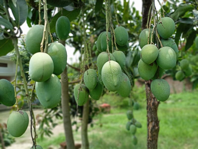 Preety of Nature Mango Best Fruit Stock Image Image of mango, fruit