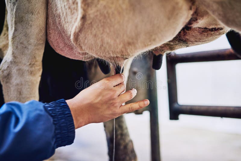 He Prefers Doing The Milking By Hand An Unrecognizable Male Farmer Milking Cows On A Dairy Farm