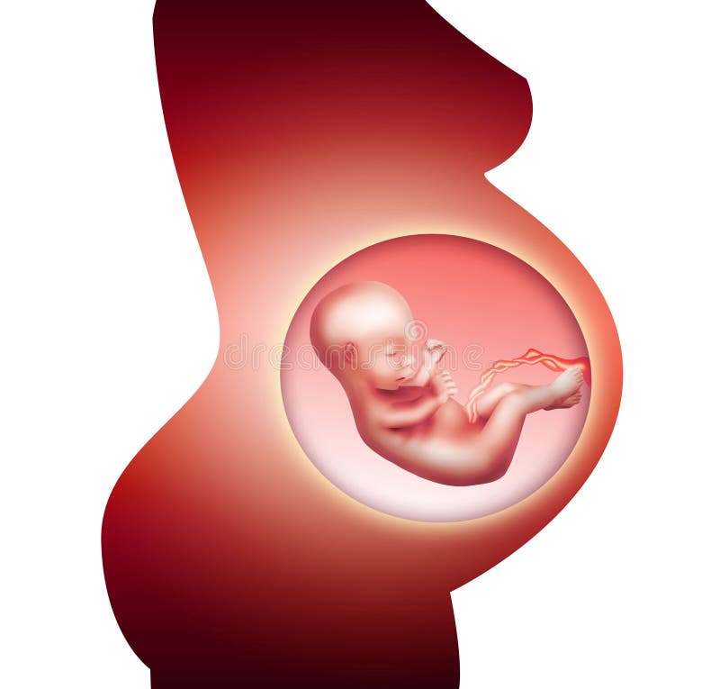 Pregnancy vector illustration