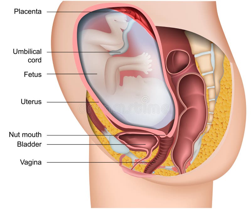Pregnancy 3d medical vector anatomy illustration isolated on white background with english description vector illustration Pregnancy 3d medical vector anatomy illustration isolated on white background with english description vector illustration