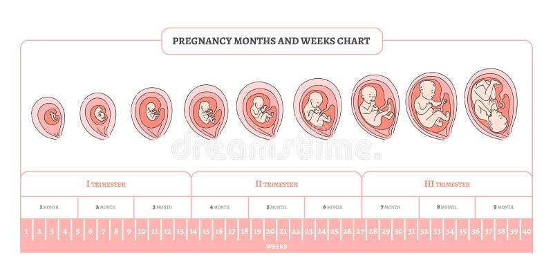 Pregnancy Chart In Months