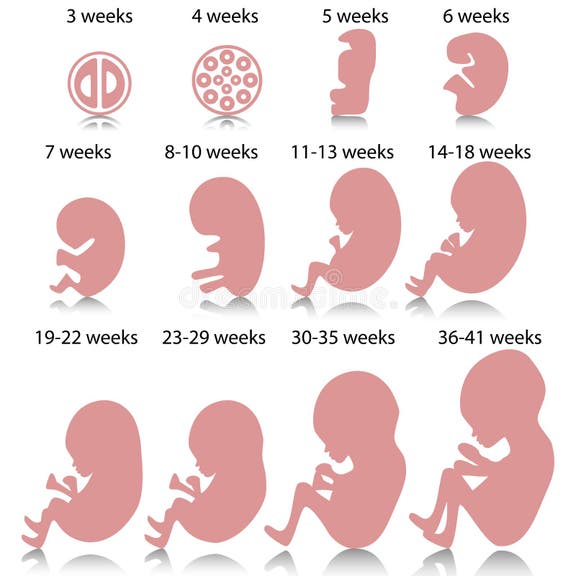 Pregnancy Stock Illustrations – 68,108 Pregnancy Stock Illustrations ...