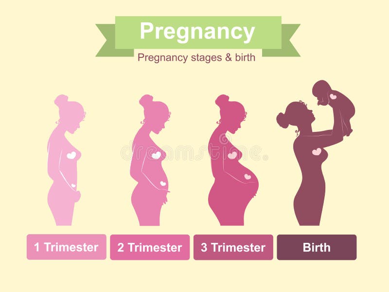 Of pregnancy trimesters three Pregnancy Stages: