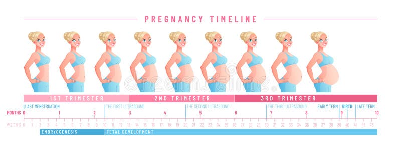 Pregnancy Timeline Chart