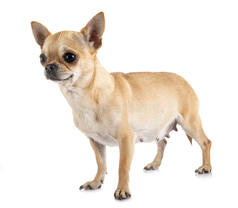 Albums 104+ Images what does a pregnant chihuahua look like Completed