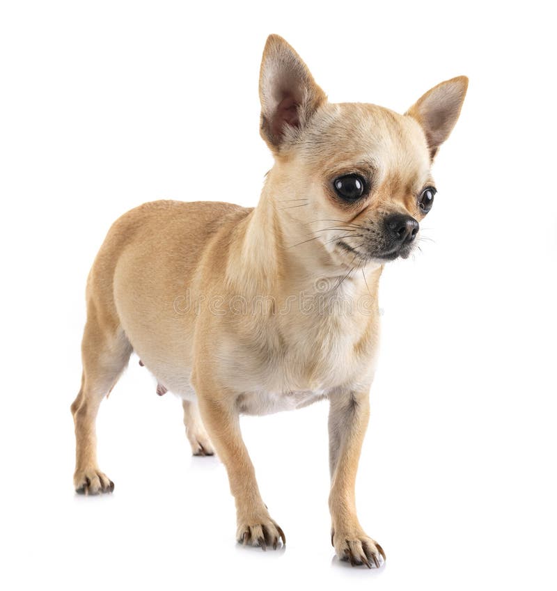 Chihuahua Gravid