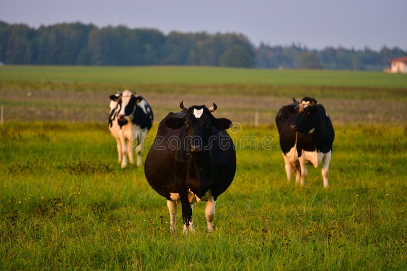 Pregnant cow