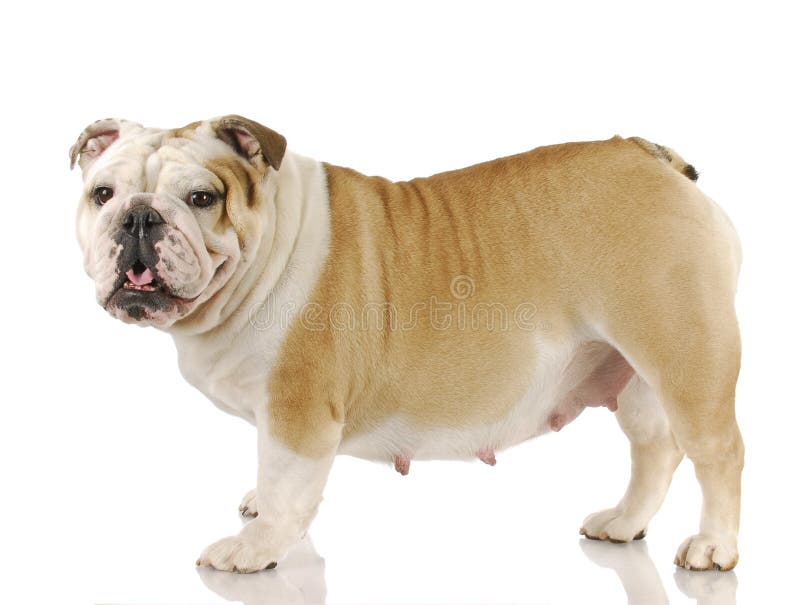 Gravidanza cane bulldog inglese di 4 settimane di gravidanza su sfondo bianco.