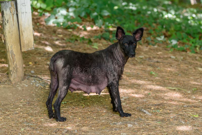 Stray Pregnant Female Dog Stock Photos Free & RoyaltyFree Stock