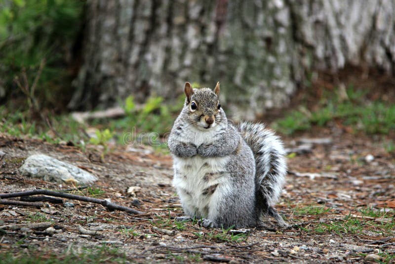What Does a Pregnant Squirrel Look Like? 