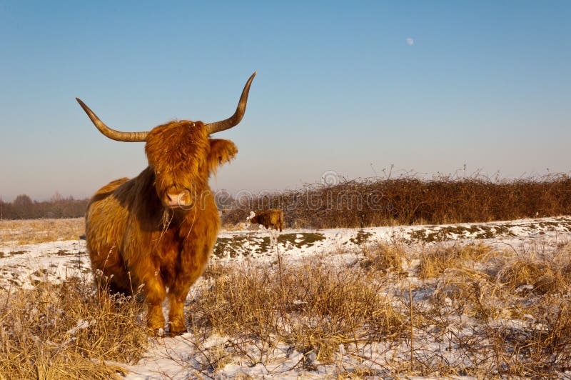Pregnant Highland Cow in Winter Coat Stock Photo Image of european