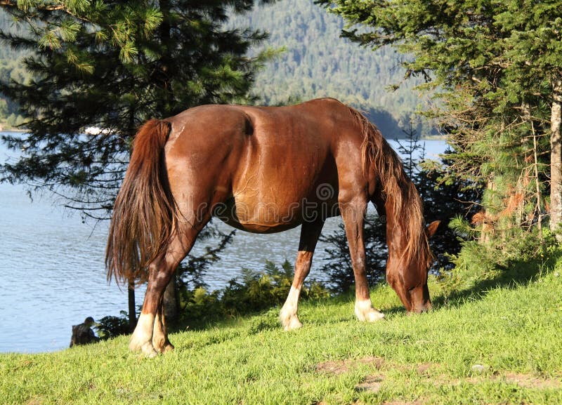 Pregnant horse on coast of lake