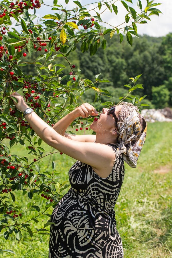 Pregnant Woman Picking Cherries Stock Photos Free & RoyaltyFree