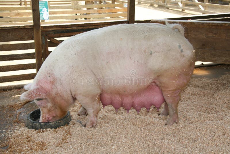 Pregnant Pig stock photos Pregnant Pig stock photos