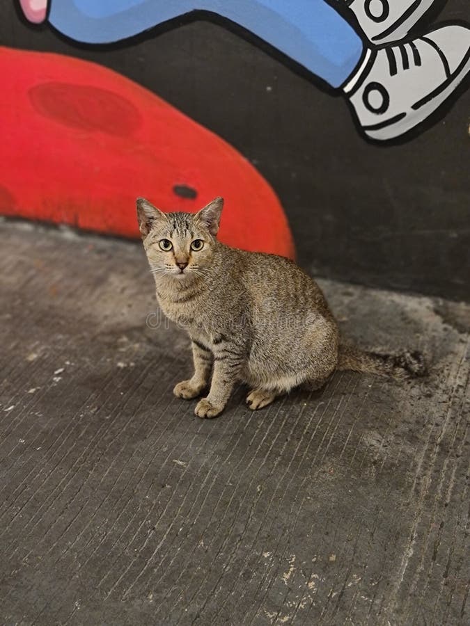 A Pregnant Stray Cat Photography Stock Image Image of pregnant, stray