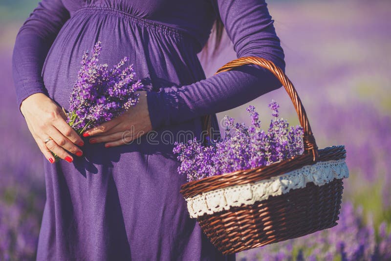 Langhaarige ziemlich schwangere Frau in einem Lavendelfeld mit Korb Blüten des Lavendels.