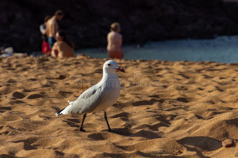 Pregonda-stranden i norr om menorca spain royaltyfria foton
