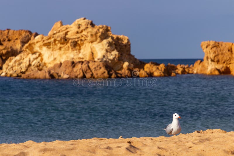 Pregonda-stranden i norr om menorca spain arkivbilder