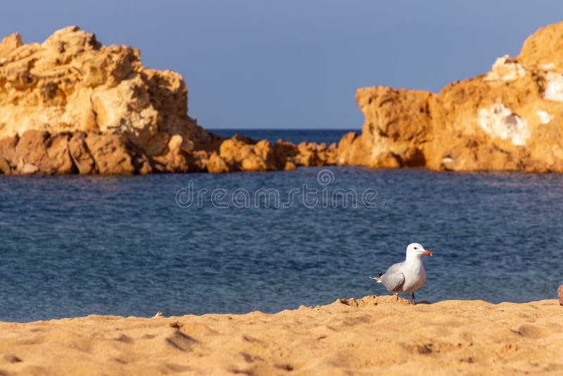 Pregonda-stranden i norr om menorca spain arkivfoto